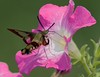 John Mueller > Hummingbird Clearwing Moth