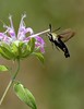 John Mueller > Hummingbird Clearwing Moth