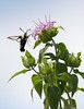 John Mueller > Hummingbird Clearwing Moth