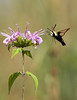 John Mueller > Hummingbird Clearwing Moth