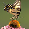 John Mueller > Butterflies >  IMG_8124