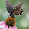 John Mueller > Butterflies >  IMG_8132