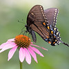 John Mueller > Butterflies >  IMG_8133