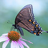 John Mueller > Butterflies >  IMG_8134