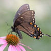 John Mueller > Butterflies >  IMG_8135