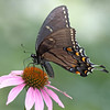 John Mueller > Butterflies >  IMG_8136