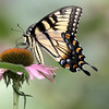 John Mueller > Butterflies >  IMG_8165