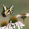 John Mueller > Butterflies >  IMG_8169