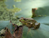 Rowe Woods : Cincinnati Nature Reserve