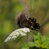 John Mueller > Butterflies >  QF1C0230-01