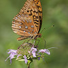 John Mueller > Butterflies >  QF1C0258-01
