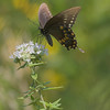 John Mueller > Butterflies >  QF1C0235-01