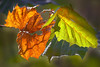 John Mueller > Fall Colors photo