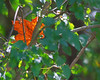 John Mueller > Fall Colors photo