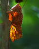 John Mueller > Fall Colors photo